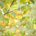 y_9d1f535b